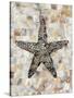 Pearlized Starfish-Regina-Andrew Design-Stretched Canvas