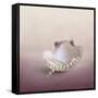 Pearls on a Shell-Jai Johnson-Framed Stretched Canvas