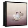 Pearls on a Shell-Jai Johnson-Framed Stretched Canvas