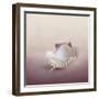 Pearls on a Shell-Jai Johnson-Framed Giclee Print