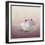 Pearls on a Shell-Jai Johnson-Framed Giclee Print