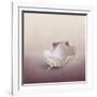 Pearls on a Shell-Jai Johnson-Framed Giclee Print