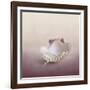 Pearls on a Shell-Jai Johnson-Framed Giclee Print