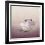 Pearls on a Shell-Jai Johnson-Framed Giclee Print