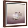 Pearls on a Shell-Jai Johnson-Framed Giclee Print