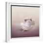 Pearls on a Shell-Jai Johnson-Framed Premium Giclee Print