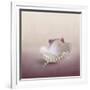 Pearls on a Shell-Jai Johnson-Framed Giclee Print