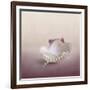 Pearls on a Shell-Jai Johnson-Framed Giclee Print