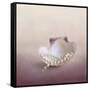 Pearls on a Shell-Jai Johnson-Framed Stretched Canvas