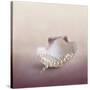 Pearls on a Shell-Jai Johnson-Stretched Canvas