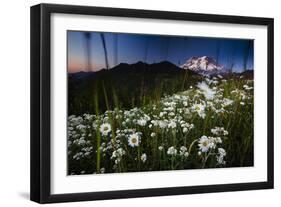 Pearly Everlasting And Cutleaf Daisy With Mount Rainer In The Distance At Sunset-Jay Goodrich-Framed Photographic Print