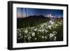 Pearly Everlasting And Cutleaf Daisy With Mount Rainer In The Distance At Sunset-Jay Goodrich-Framed Photographic Print