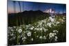 Pearly Everlasting And Cutleaf Daisy With Mount Rainer In The Distance At Sunset-Jay Goodrich-Mounted Photographic Print