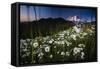 Pearly Everlasting And Cutleaf Daisy With Mount Rainer In The Distance At Sunset-Jay Goodrich-Framed Stretched Canvas