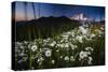 Pearly Everlasting And Cutleaf Daisy With Mount Rainer In The Distance At Sunset-Jay Goodrich-Stretched Canvas