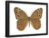 Pearly-Eye Butterfly (Lethe Portlandia), Insects-Encyclopaedia Britannica-Framed Poster