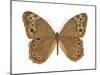 Pearly-Eye Butterfly (Lethe Portlandia), Insects-Encyclopaedia Britannica-Mounted Poster