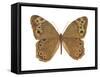 Pearly-Eye Butterfly (Lethe Portlandia), Insects-Encyclopaedia Britannica-Framed Stretched Canvas