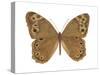 Pearly-Eye Butterfly (Lethe Portlandia), Insects-Encyclopaedia Britannica-Stretched Canvas