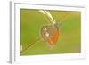 Pearly Heath Butterfly, Blade of Grass-Harald Kroiss-Framed Photographic Print