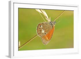 Pearly Heath Butterfly, Blade of Grass-Harald Kroiss-Framed Photographic Print