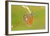 Pearly Heath Butterfly, Blade of Grass-Harald Kroiss-Framed Photographic Print