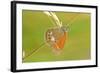 Pearly Heath Butterfly, Blade of Grass-Harald Kroiss-Framed Photographic Print