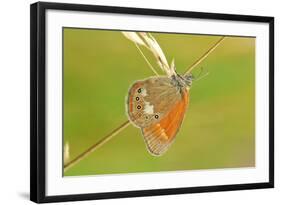 Pearly Heath Butterfly, Blade of Grass-Harald Kroiss-Framed Photographic Print