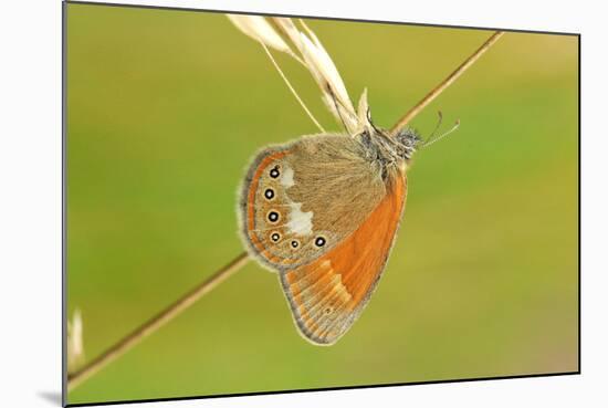 Pearly Heath Butterfly, Blade of Grass-Harald Kroiss-Mounted Photographic Print