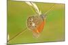 Pearly Heath Butterfly, Blade of Grass-Harald Kroiss-Mounted Photographic Print