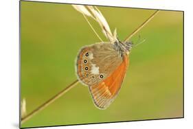 Pearly Heath Butterfly, Blade of Grass-Harald Kroiss-Mounted Photographic Print