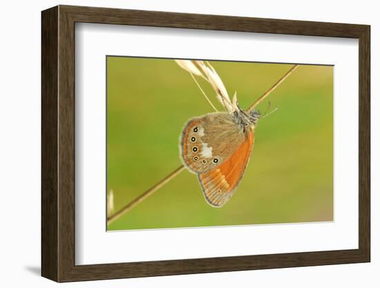 Pearly Heath Butterfly, Blade of Grass-Harald Kroiss-Framed Photographic Print