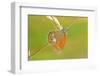 Pearly Heath Butterfly, Blade of Grass-Harald Kroiss-Framed Photographic Print