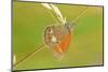 Pearly Heath Butterfly, Blade of Grass-Harald Kroiss-Mounted Photographic Print