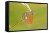 Pearly Heath Butterfly, Blade of Grass-Harald Kroiss-Framed Stretched Canvas