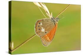 Pearly Heath Butterfly, Blade of Grass-Harald Kroiss-Stretched Canvas