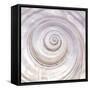 Pearly Shell-Mark Goodall-Framed Stretched Canvas