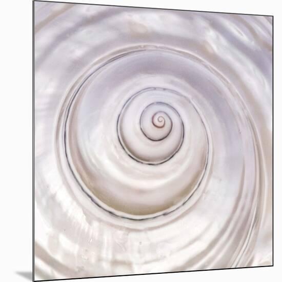 Pearly Shell-Mark Goodall-Mounted Premium Giclee Print