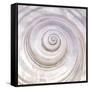 Pearly Shell-Mark Goodall-Framed Stretched Canvas