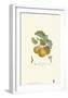 Pears, Imperiale-Francois Langlois-Framed Art Print