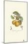 Pears, Imperiale-Francois Langlois-Mounted Art Print