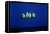 Pears on a Blue Cloth-Lincoln Seligman-Framed Stretched Canvas