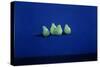 Pears on a Blue Cloth-Lincoln Seligman-Stretched Canvas