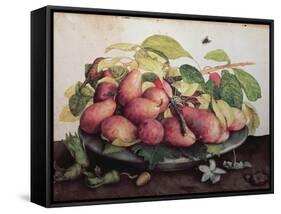 Pears with Hawthorns-Giovanna Garzoni-Framed Stretched Canvas