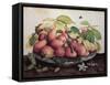 Pears with Hawthorns-Giovanna Garzoni-Framed Stretched Canvas