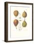 Pears-null-Framed Art Print