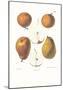 Pears-null-Mounted Art Print