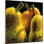 Pears-null-Mounted Art Print