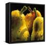 Pears-null-Framed Stretched Canvas