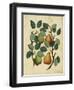 Pears-Susan Ball-Framed Art Print